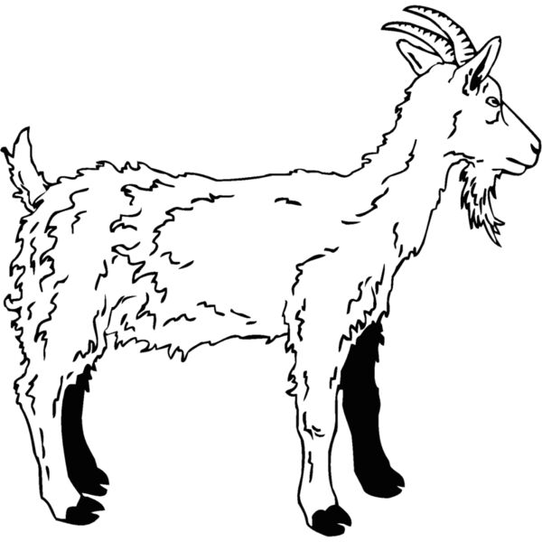 goat2 Thumbnail