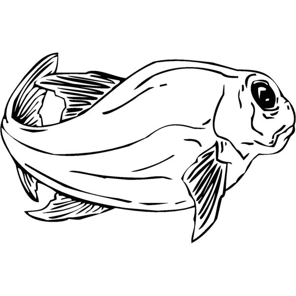 fish10 Thumbnail