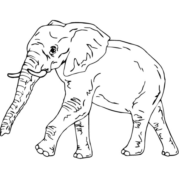 elephan4 Thumbnail