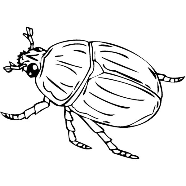 beetle2 Thumbnail