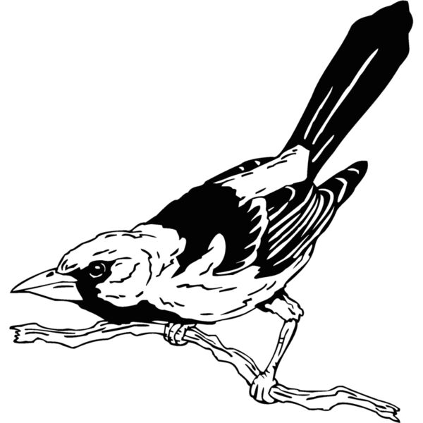 oriole Thumbnail