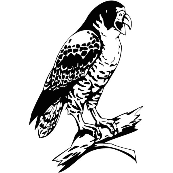 bird5 Thumbnail