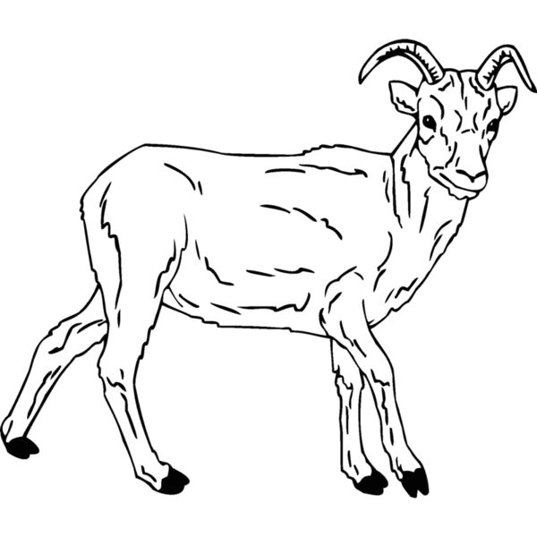 goat Thumbnail
