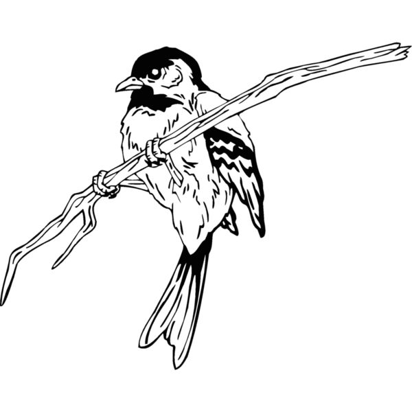chickade Thumbnail