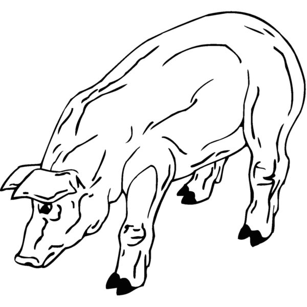 pig3 Thumbnail