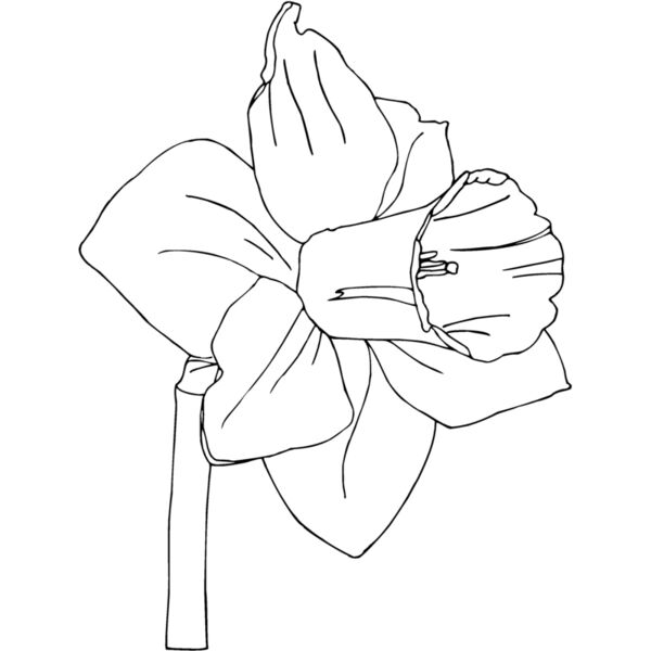daffodil Thumbnail
