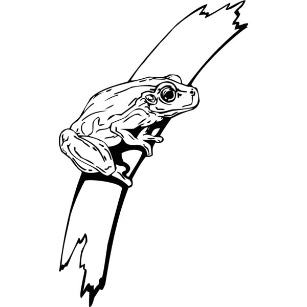 tree frog Thumbnail