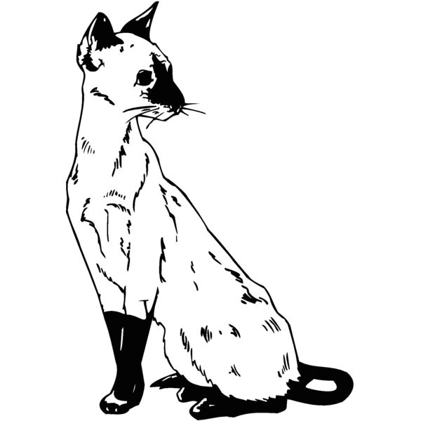siamese2 Thumbnail