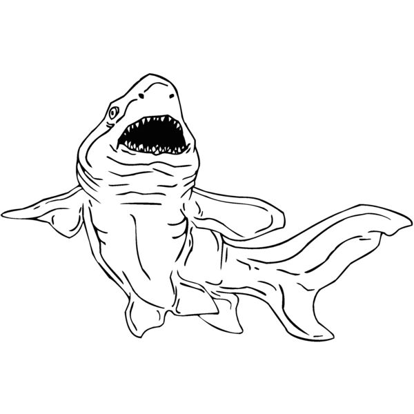 shark4 Thumbnail