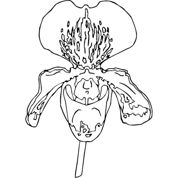 orchid4 Thumbnail