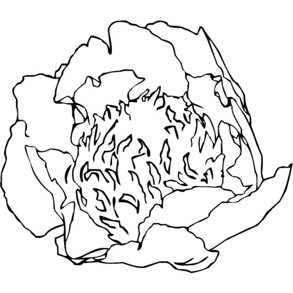 gl peony Thumbnail