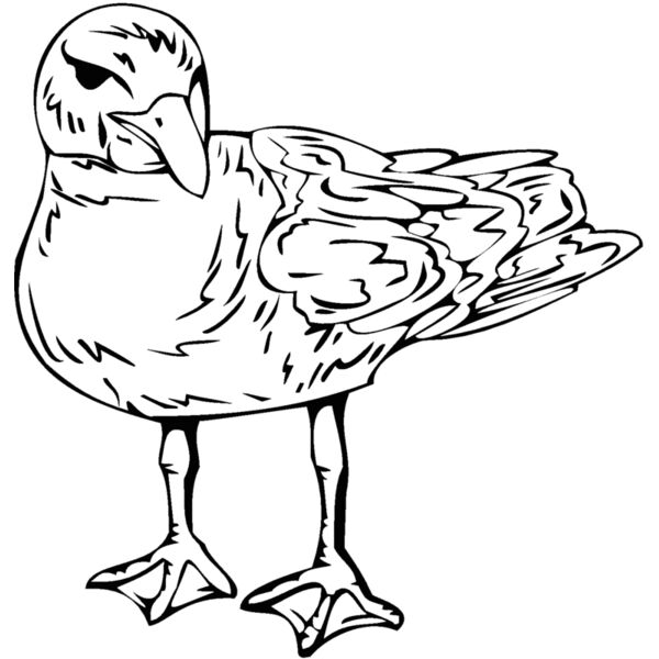 bird3 Thumbnail