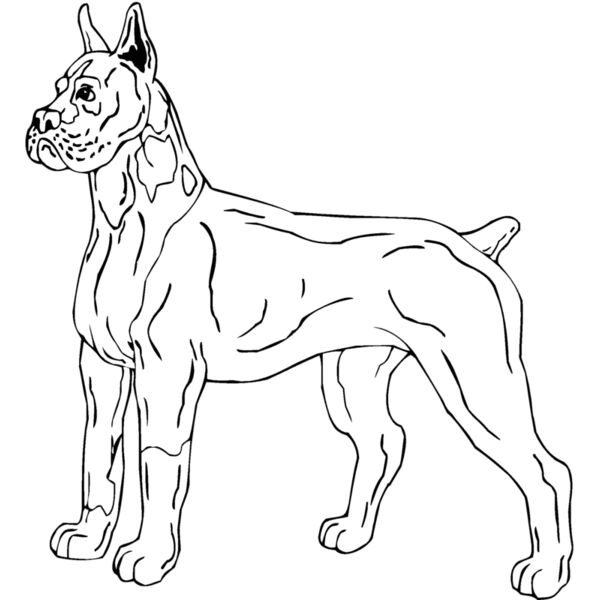boxer Thumbnail