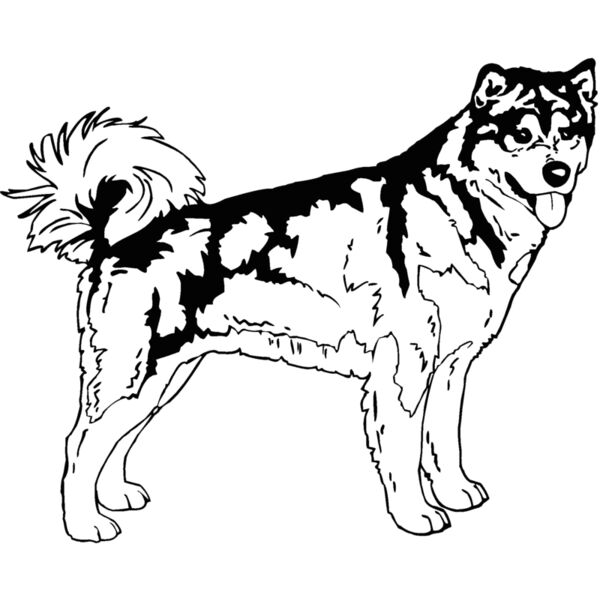 alaskan husky Thumbnail