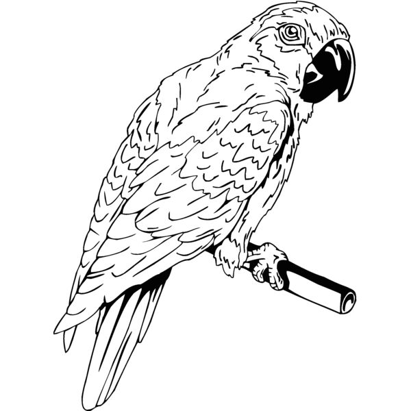 parrot Thumbnail