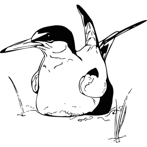 tern Thumbnail